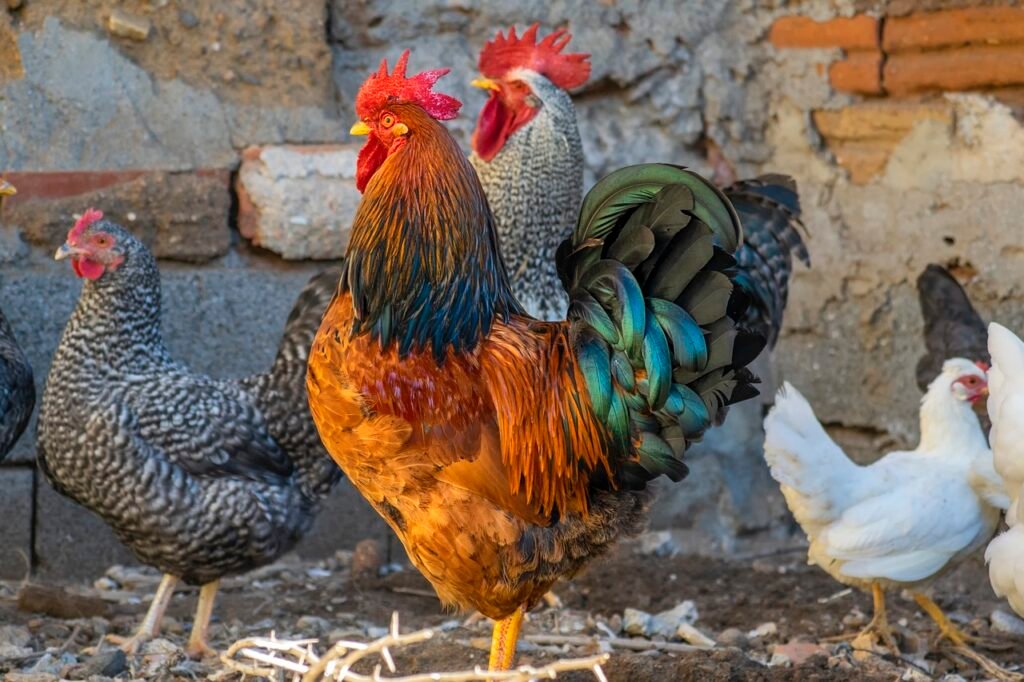 rooster, chicken, hen-5817004.jpg